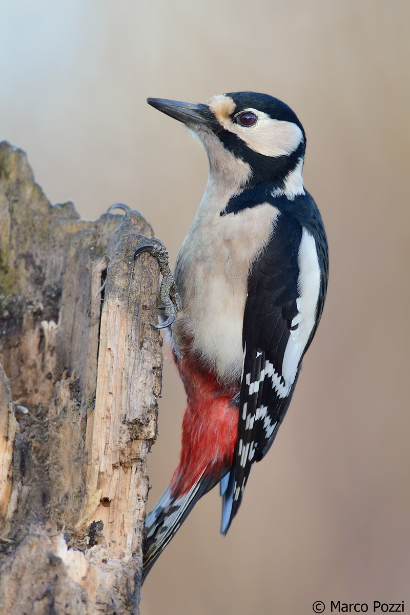 woodpecker dawn