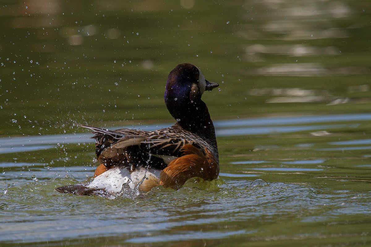 Nel laghetto del Centro Cicogne e Anatidi di Racconigi