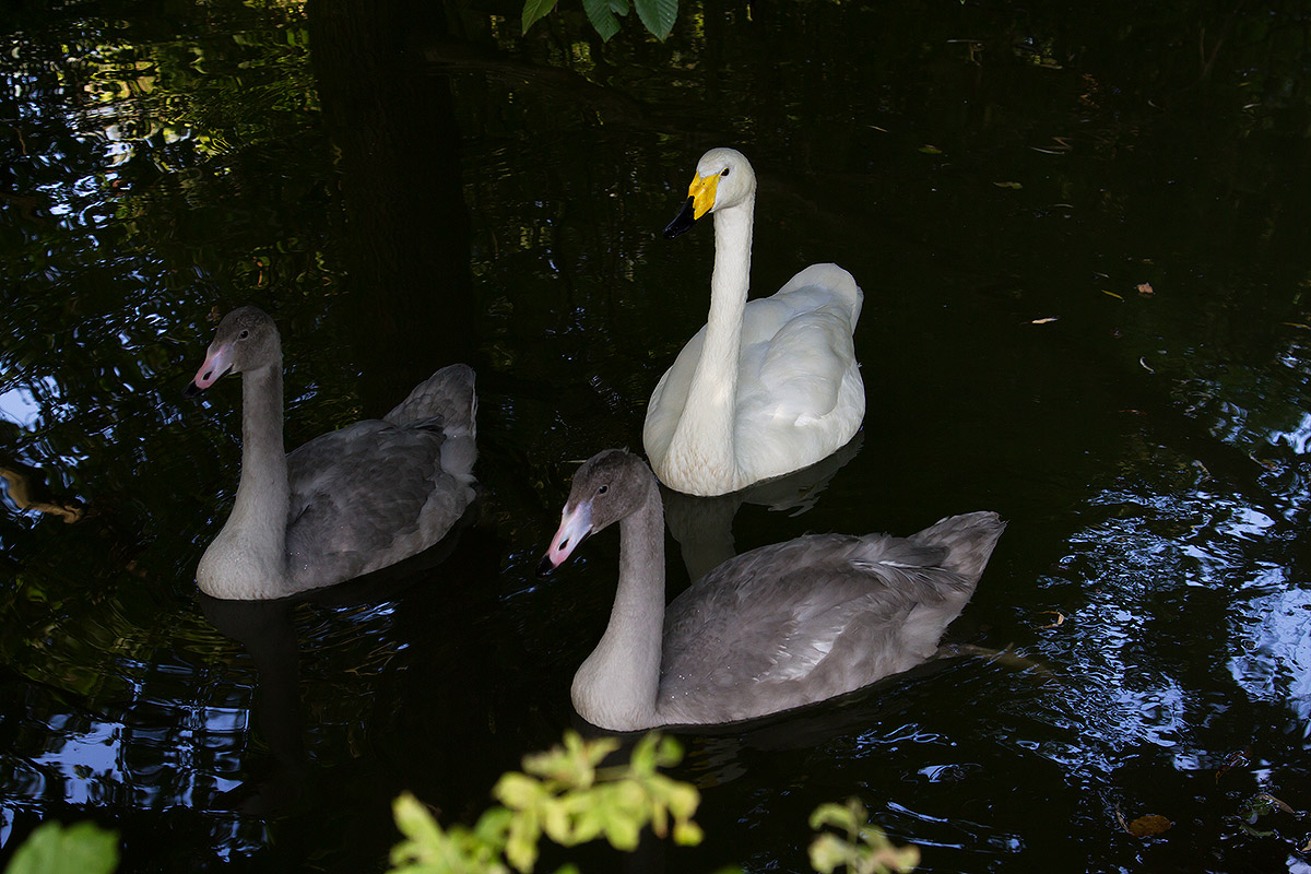 Nel laghetto del Centro Cicogne e Anatidi di Racconigi