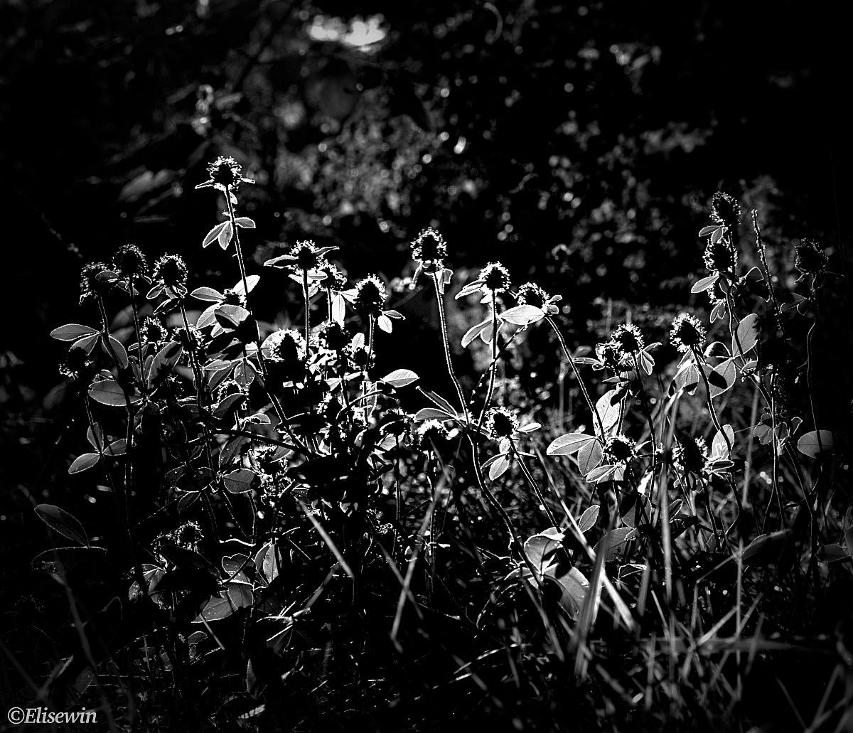 In the shadows, the light