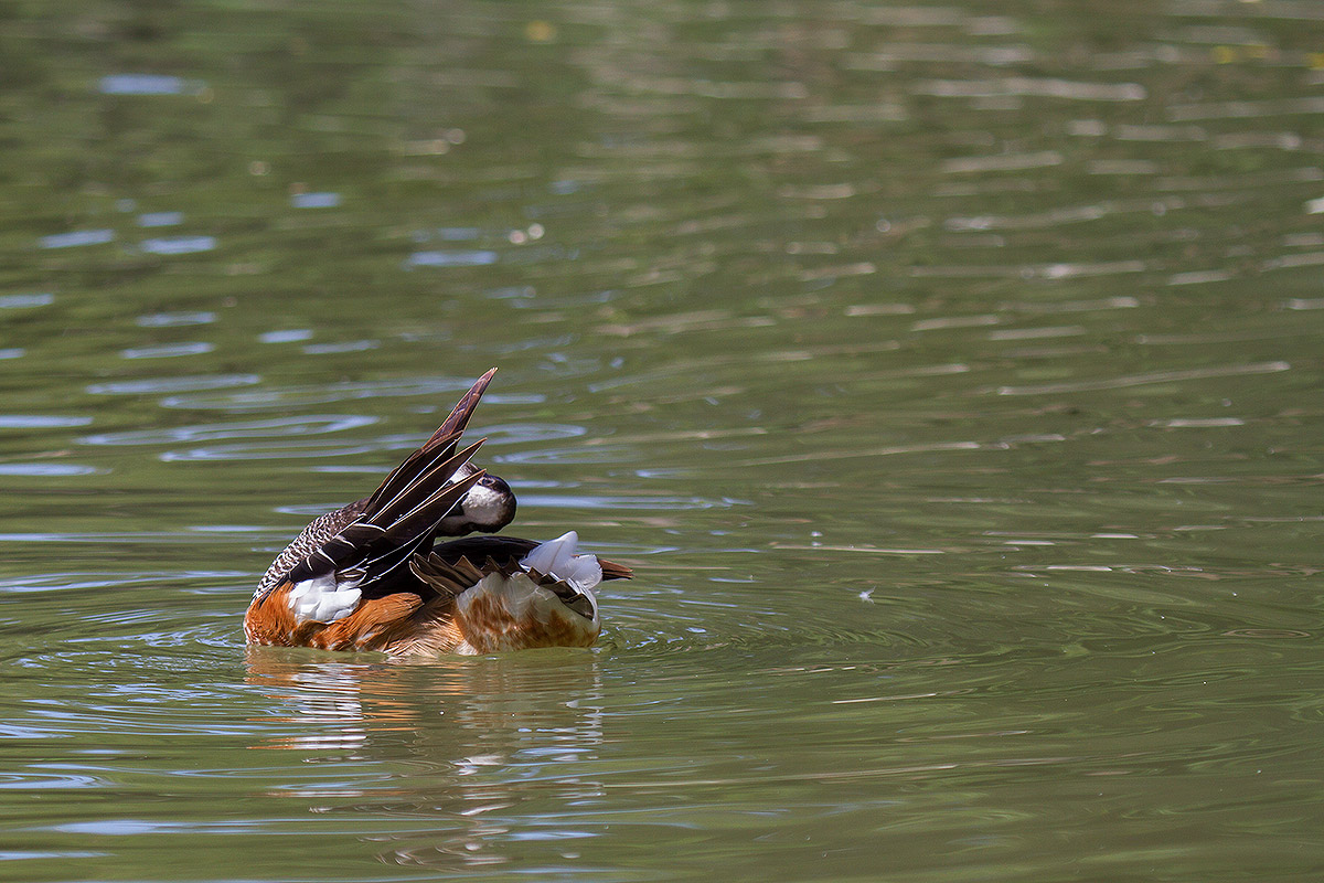 Nel laghetto del Centro Cicogne e Anatidi di Racconigi