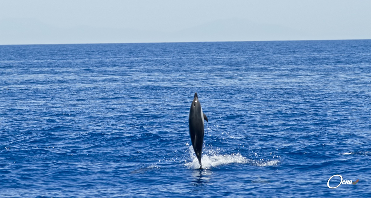 delfino esibizionista