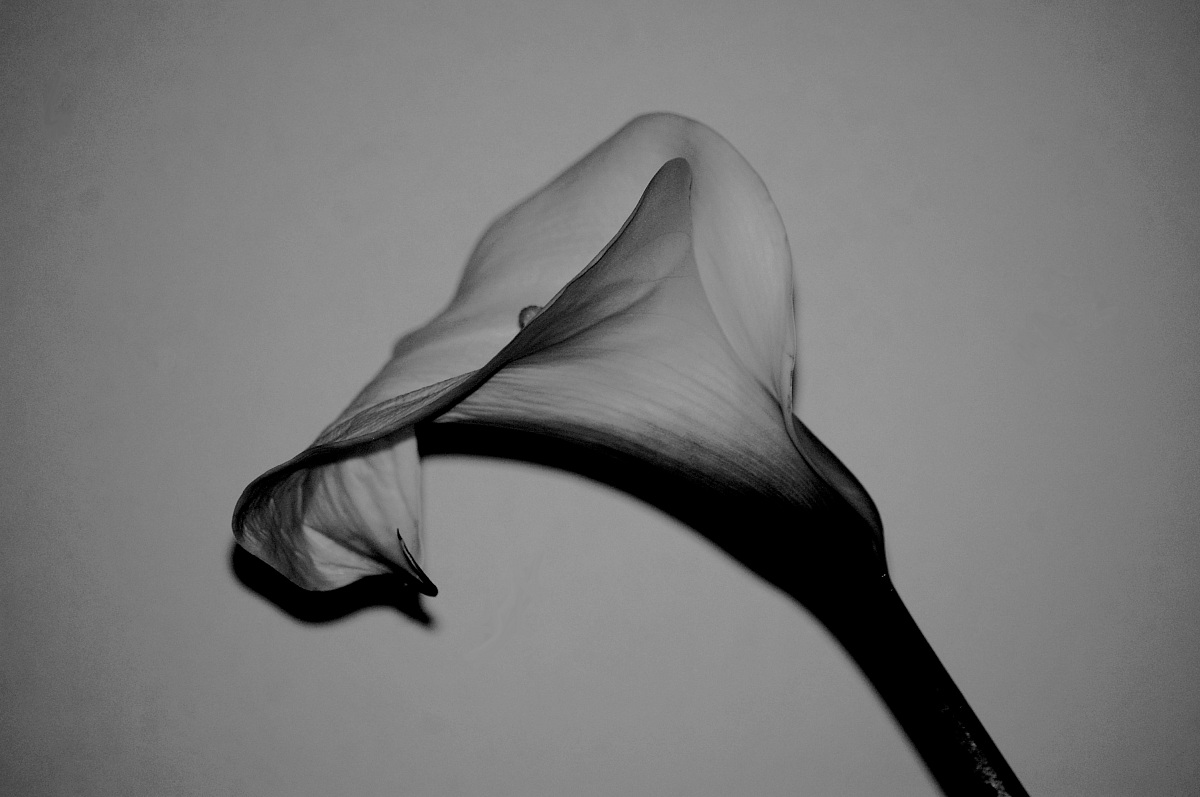 Calla