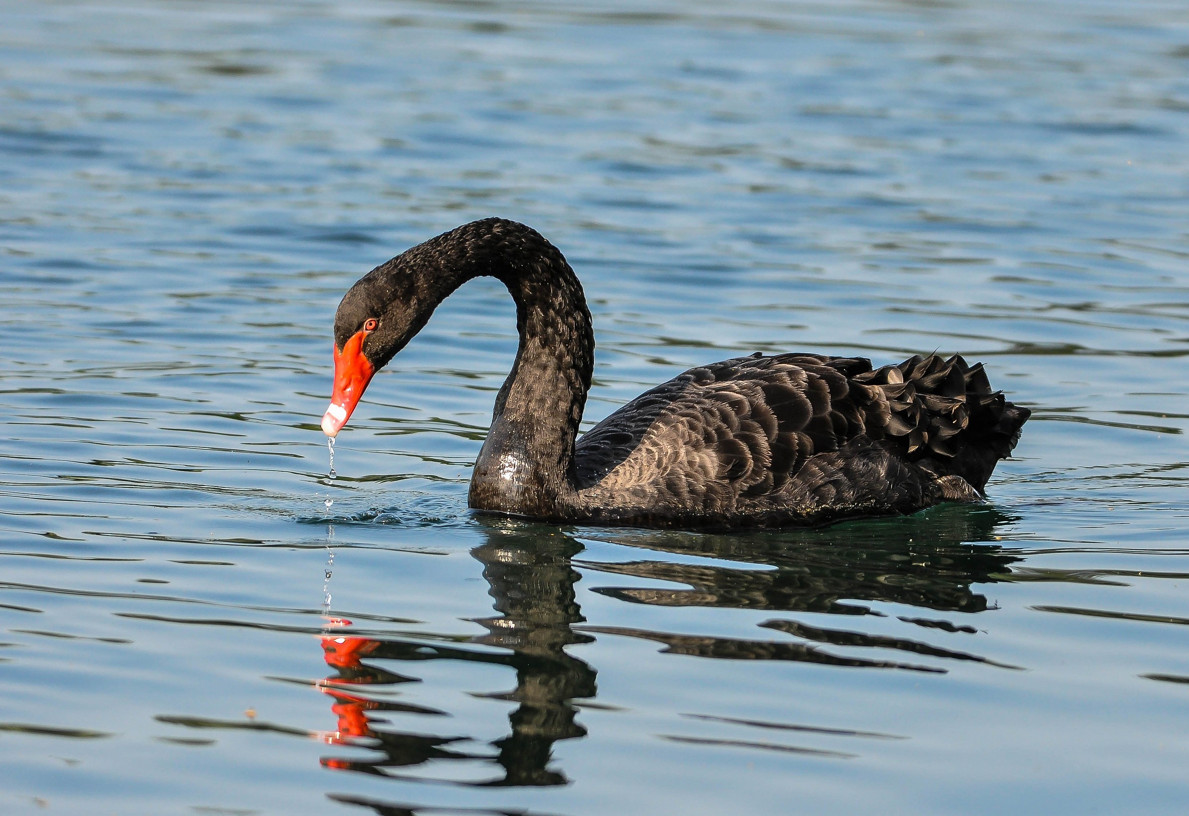 Cigno nero sul ticino