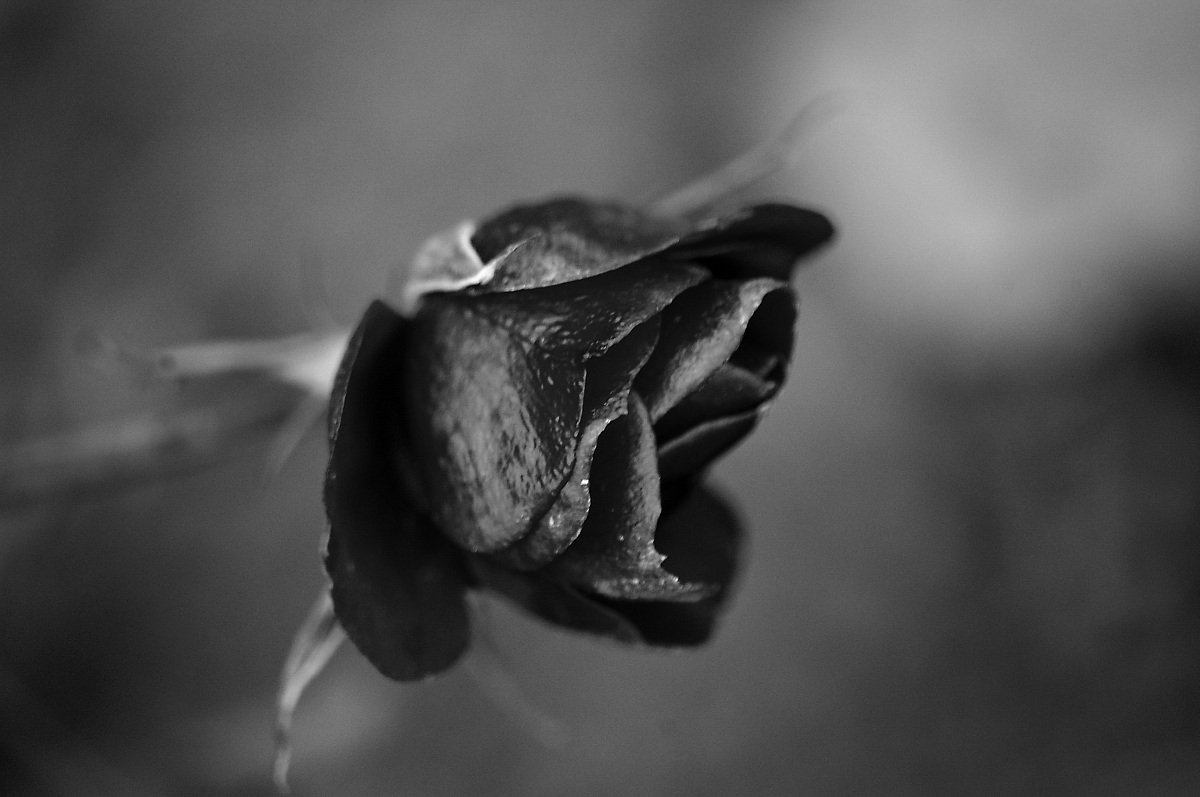 black rose