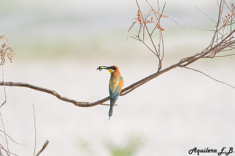 Bee-eater (Merops apiaster)