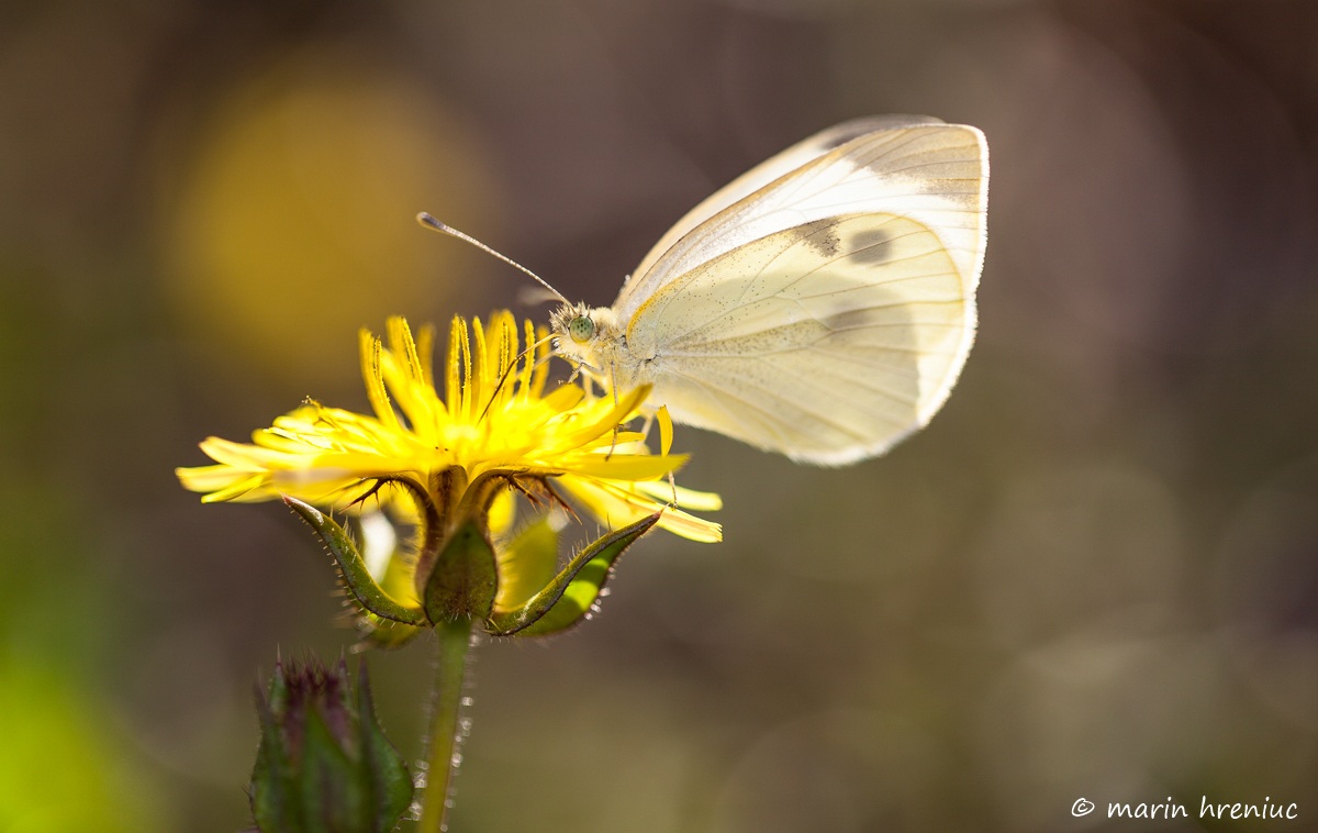 pieris brassicae