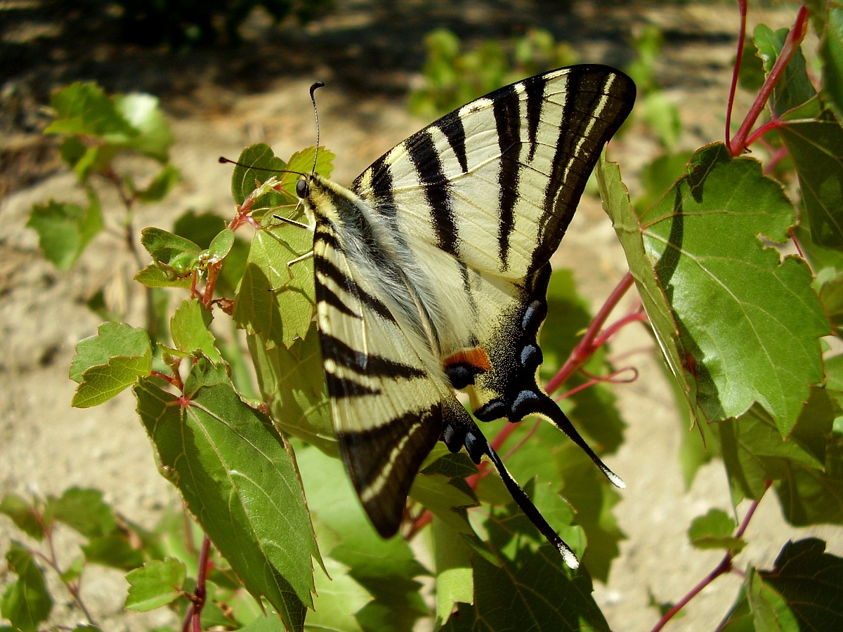 Iphiclides podalirius