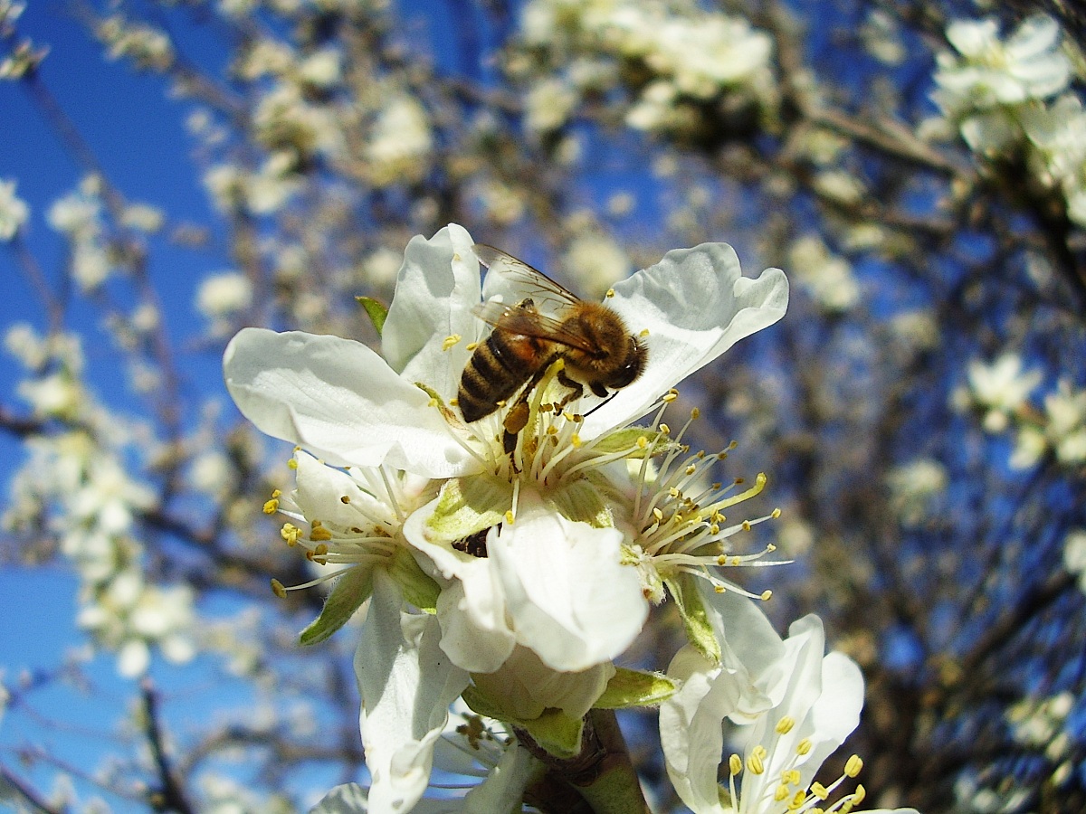 Bee on almond tree's flowers