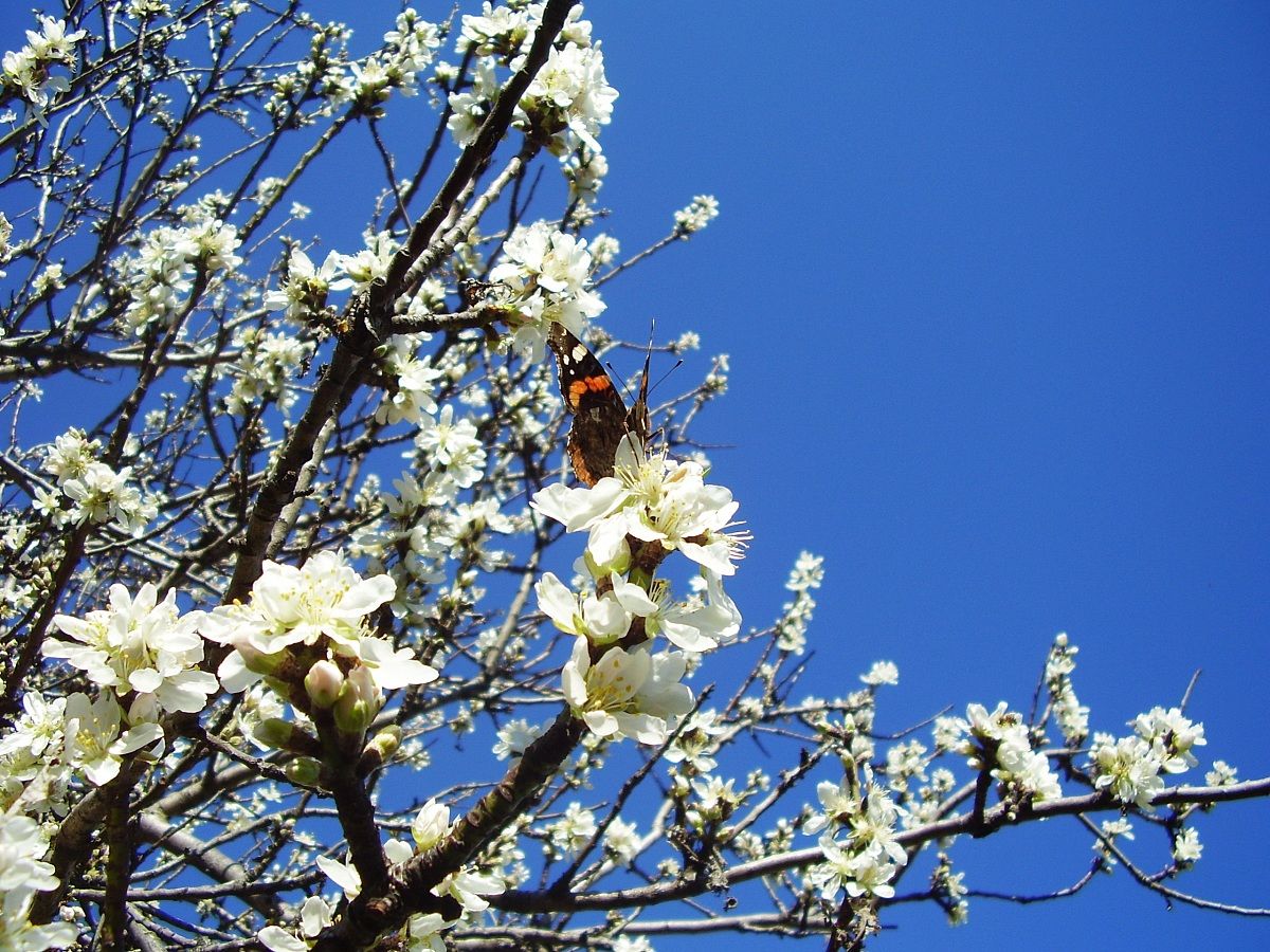 Butterfly on almond tree's flowers