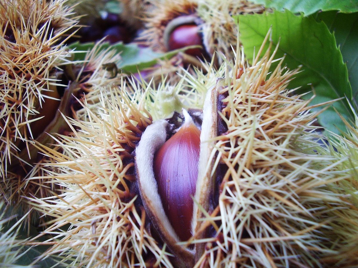 Riccio di castagna