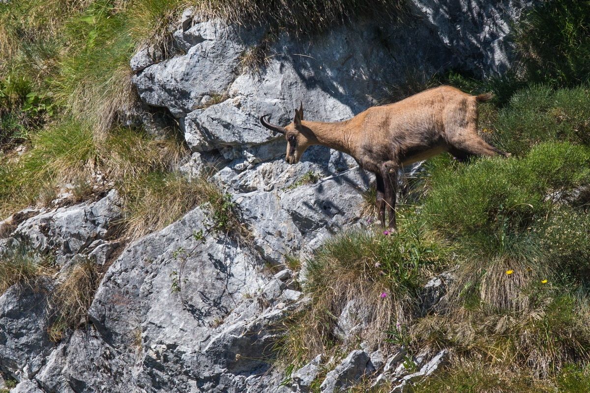 Camoscio