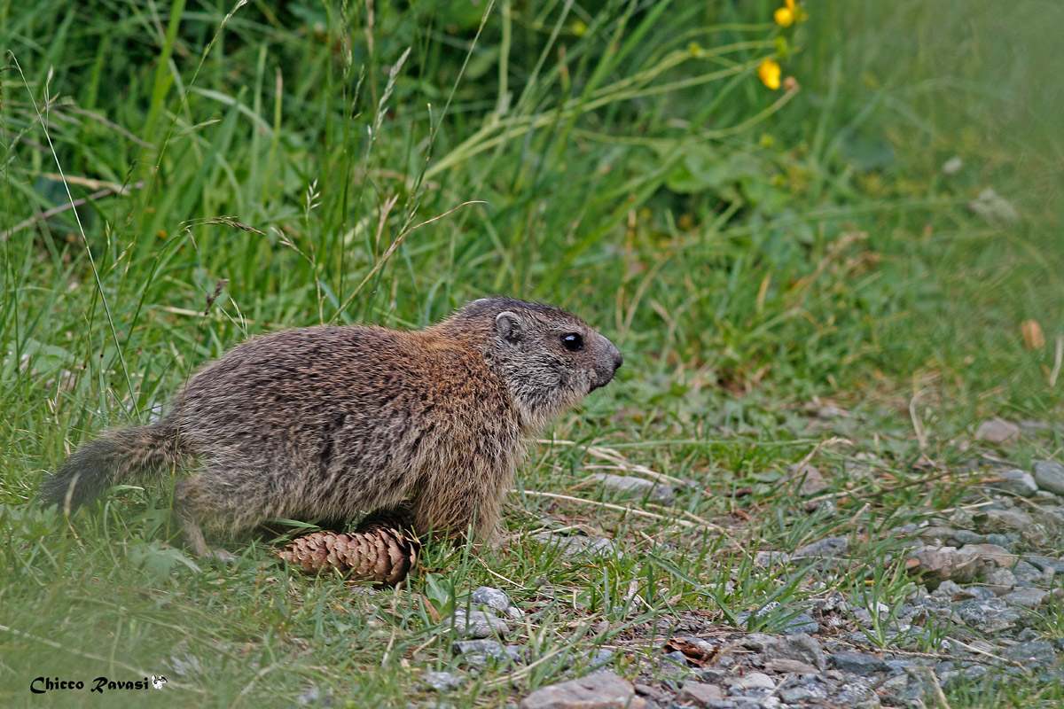cucciolo di marmotta val malenco