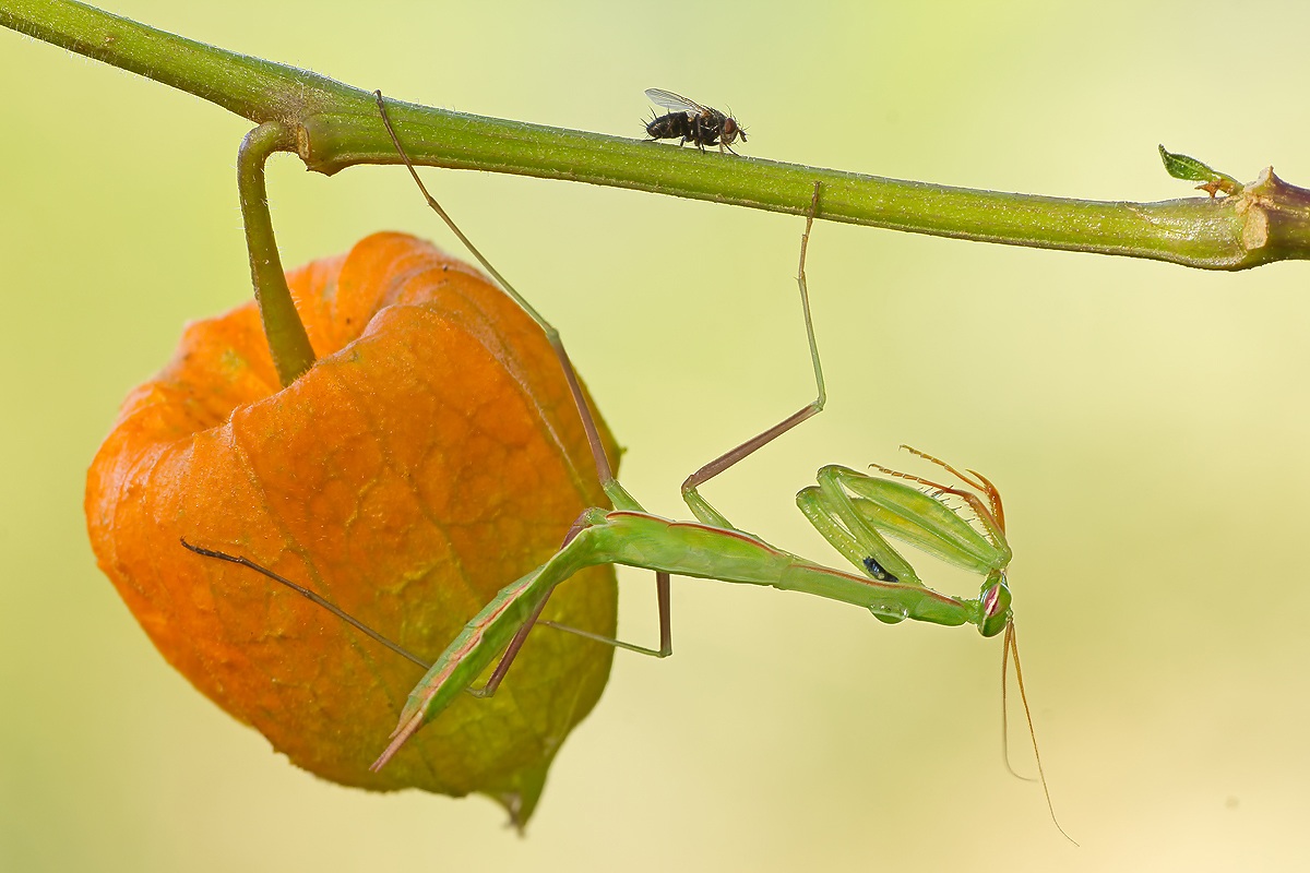 the desire of the mantis
