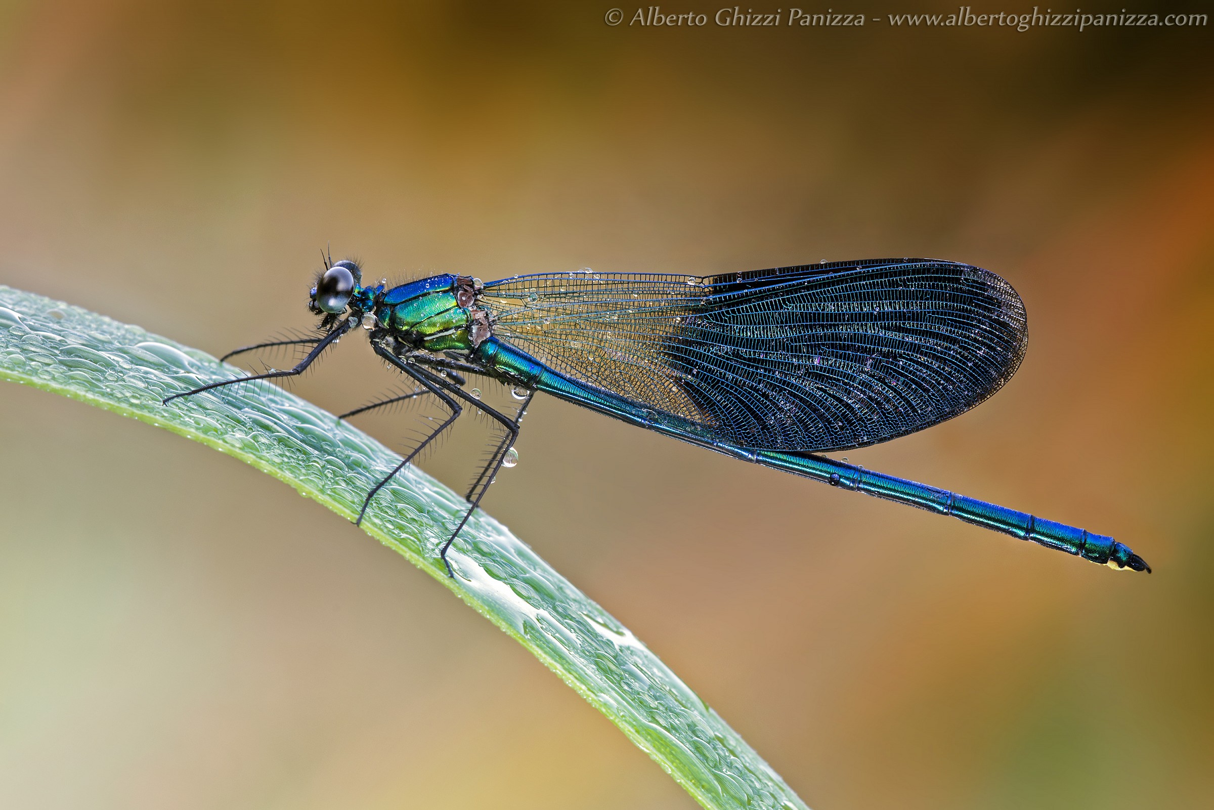 La mia prima Calopteryx!