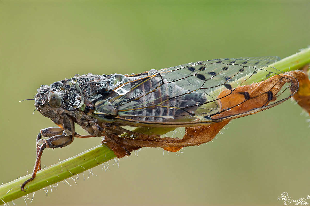Heather Parisi (Cicada orni)