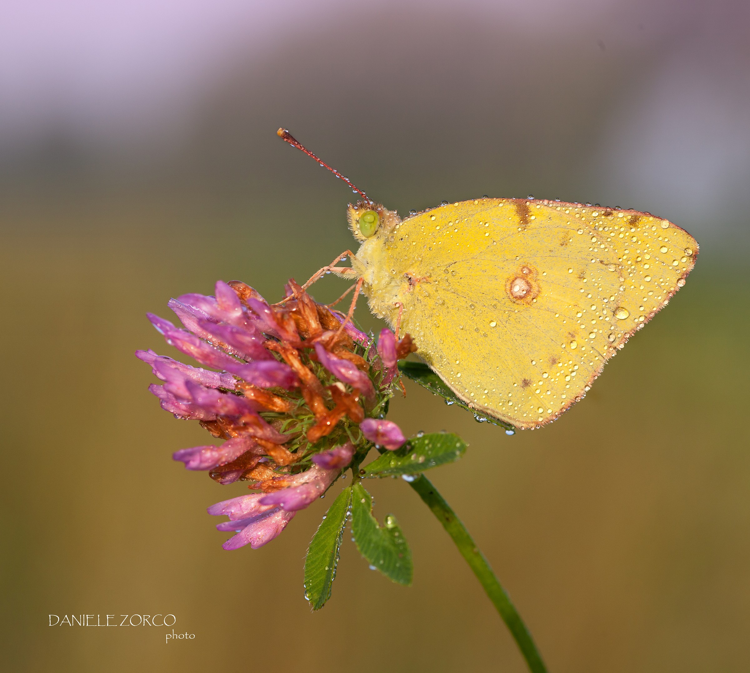 Colias croceus