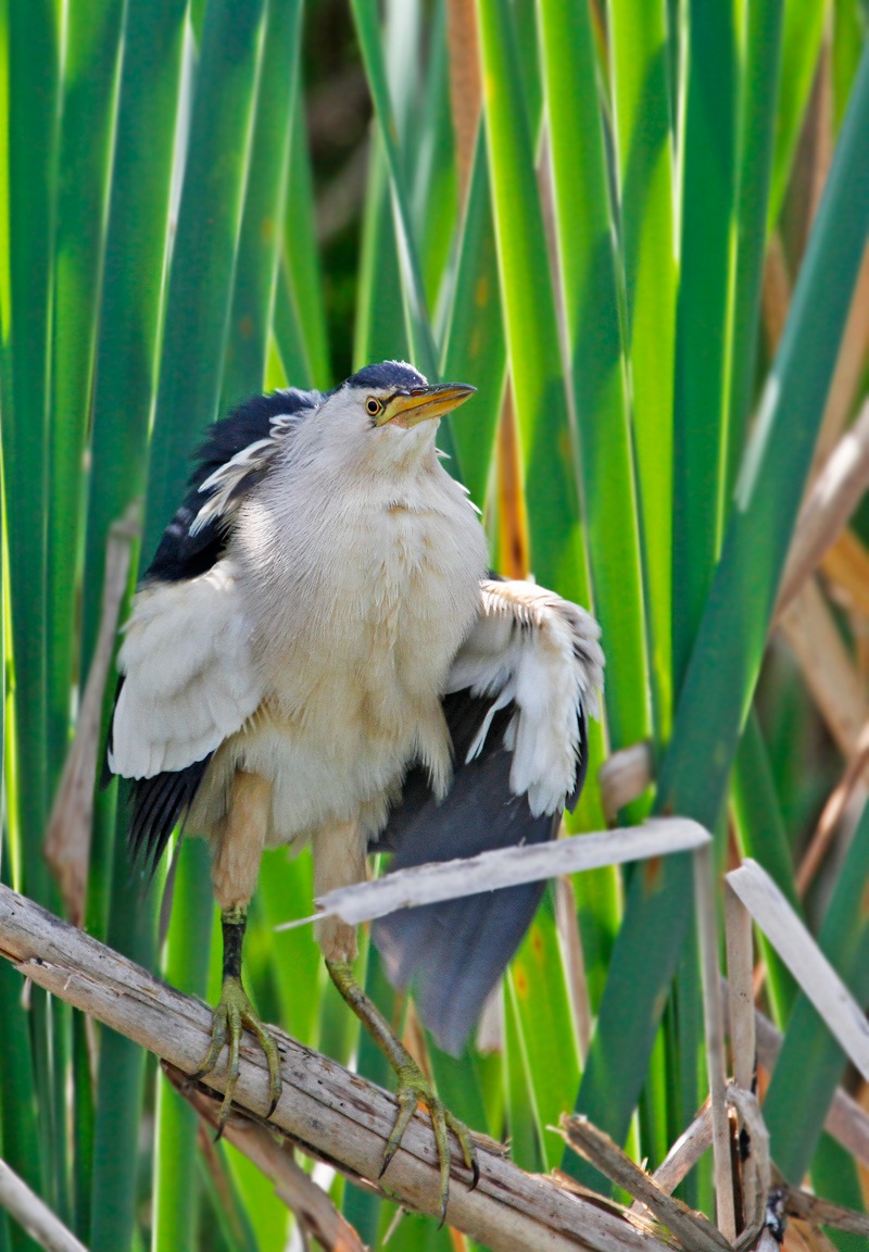 male bittern
