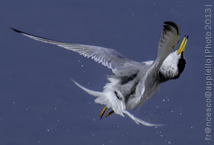 Little Tern ... centrifugal water after the bath!