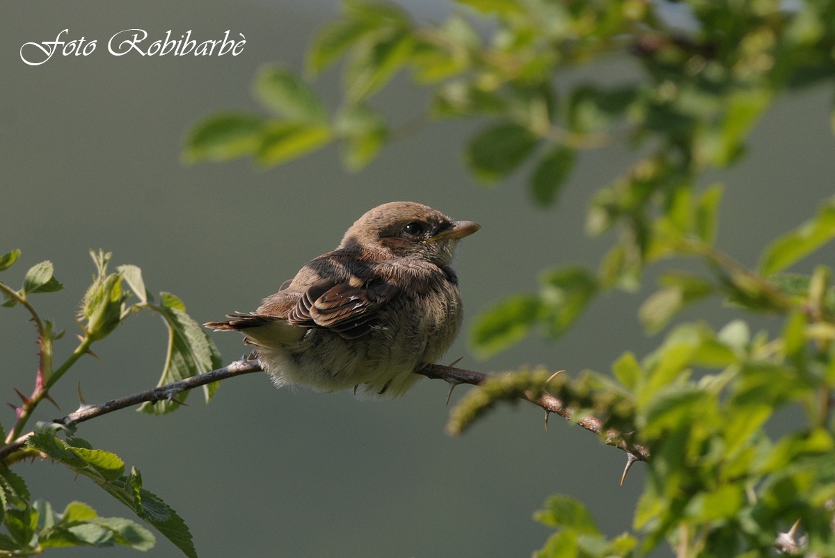 Averla ....giovane pullo...