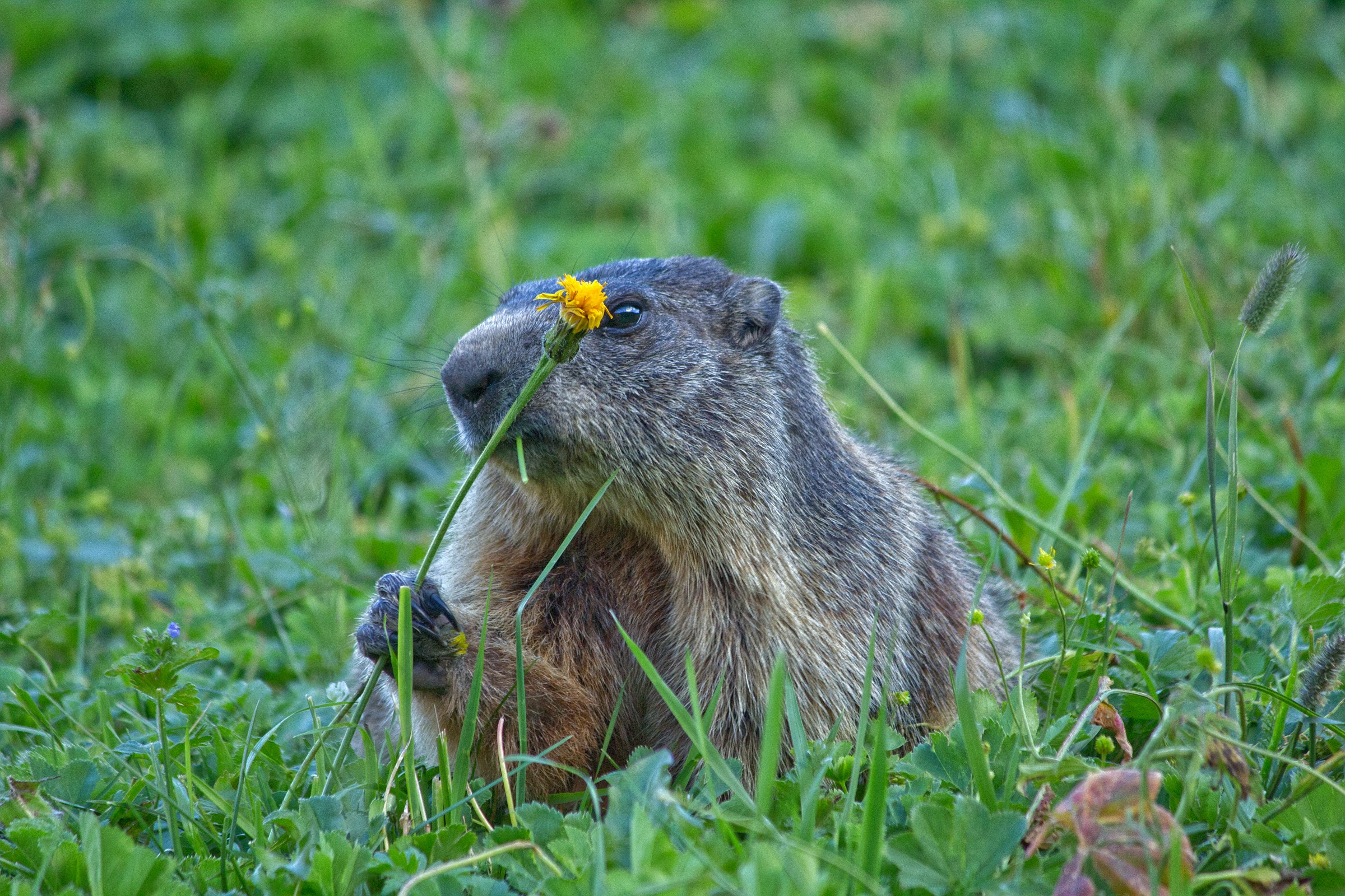 Marmot