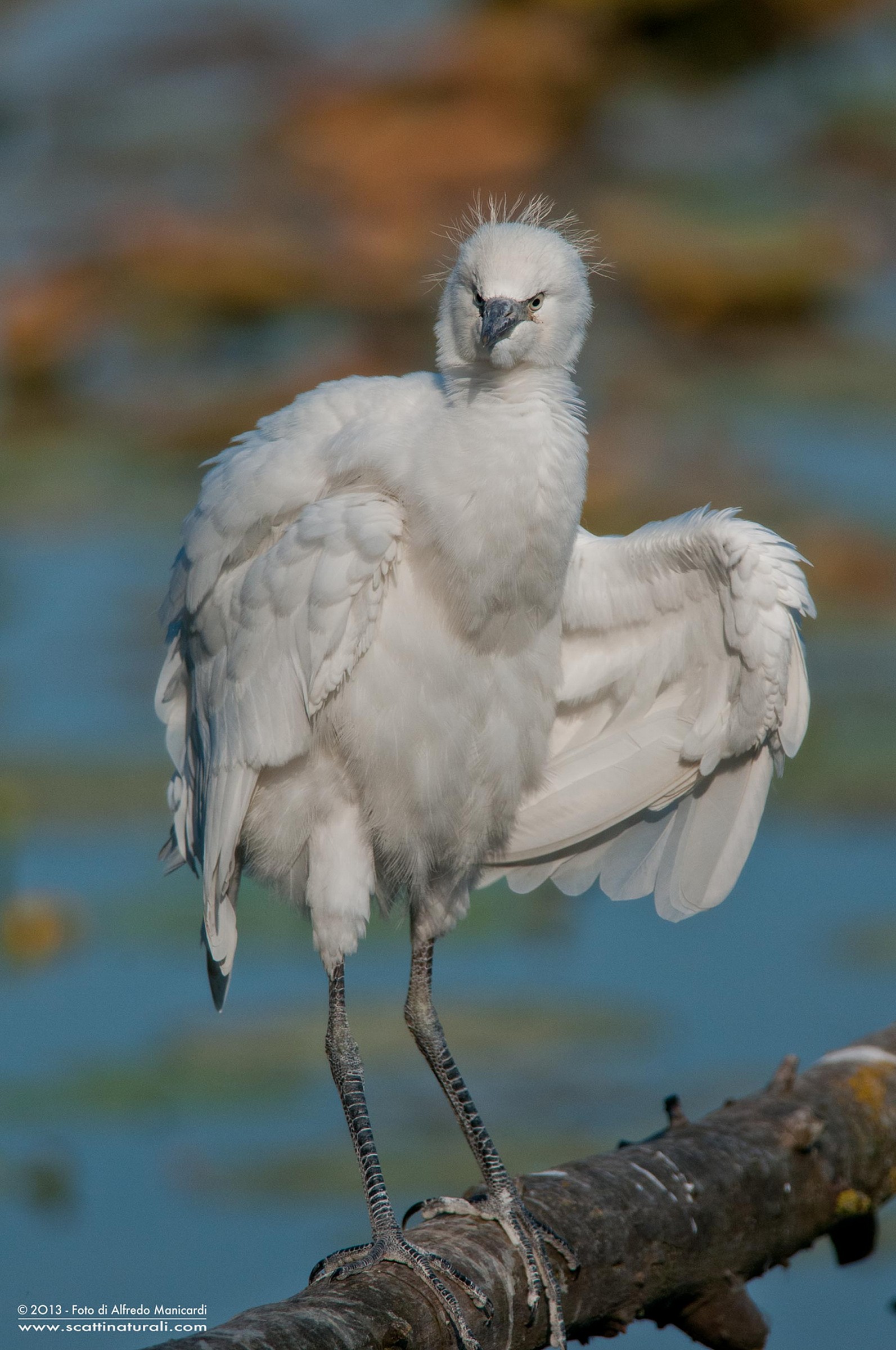 Airone guardabuoi - Juv. Oasi di Torrile (Pr)