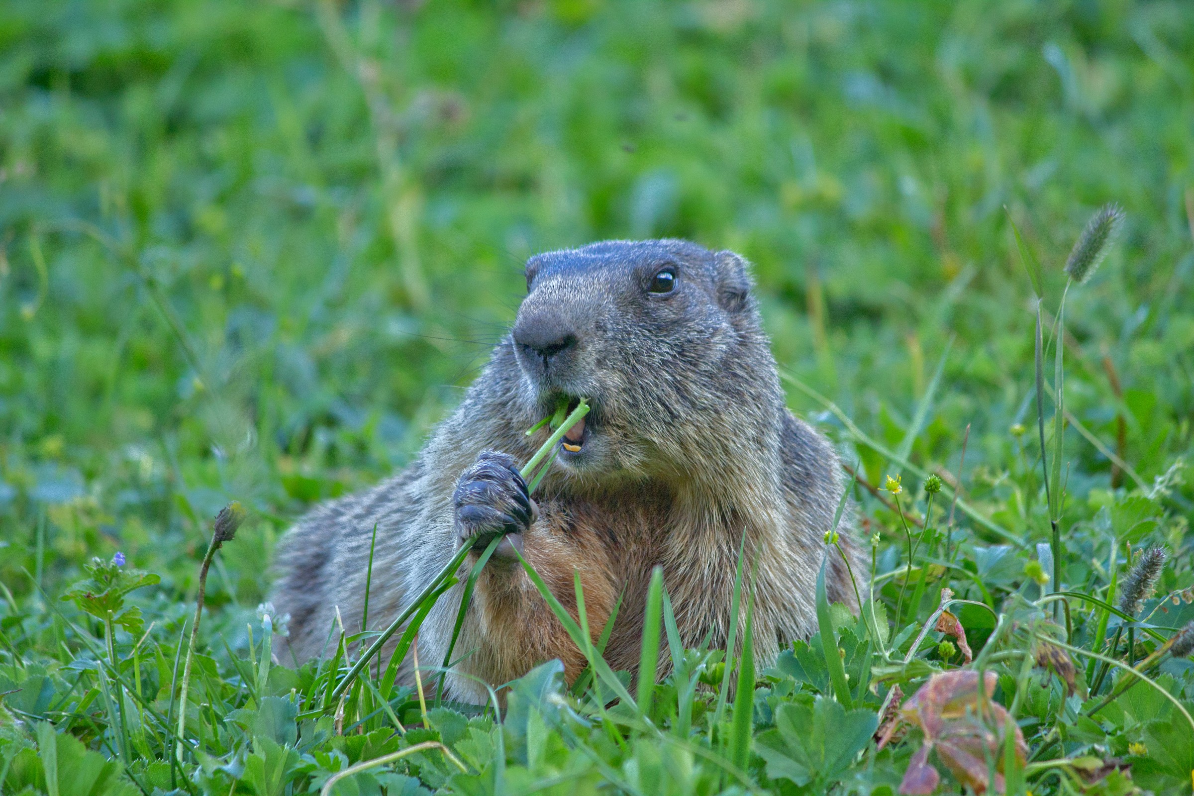 Marmot - 2