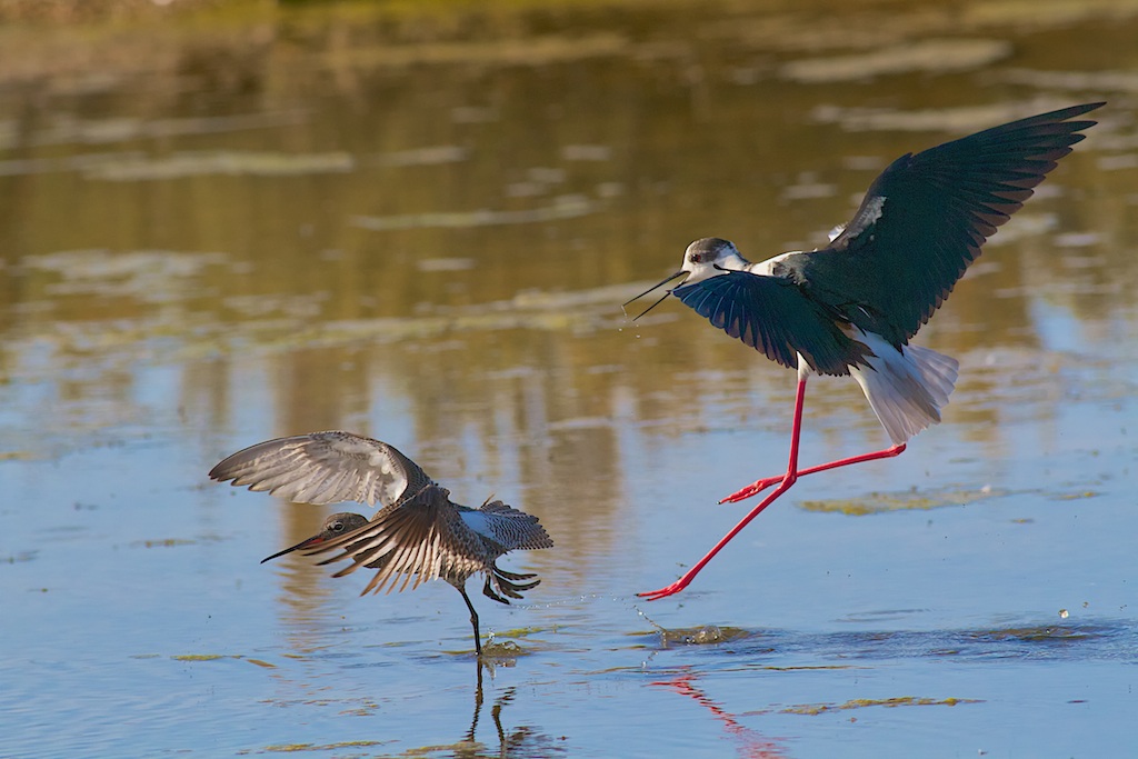 Cavaliere e Totano moro, difesa del territorio