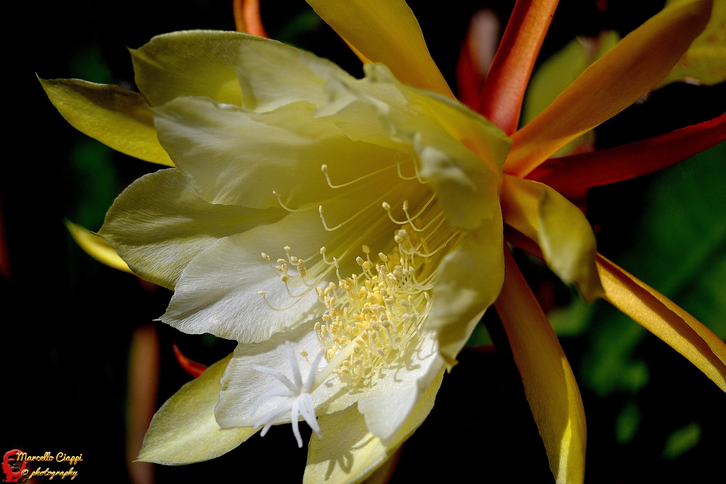 Cactus Flower
