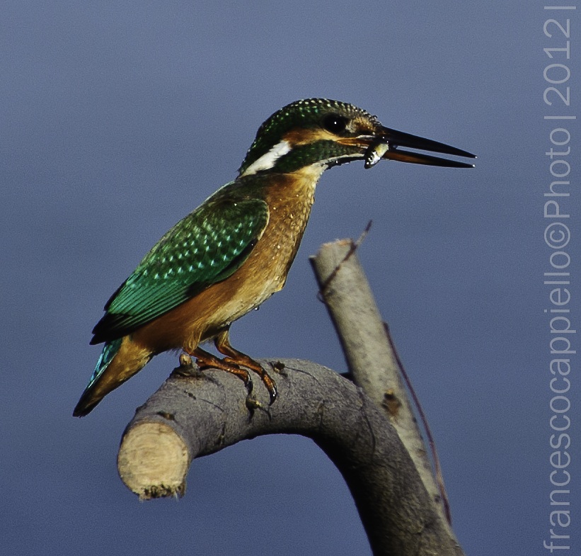 Kingfisher female to Saline di Priolo (sr)
