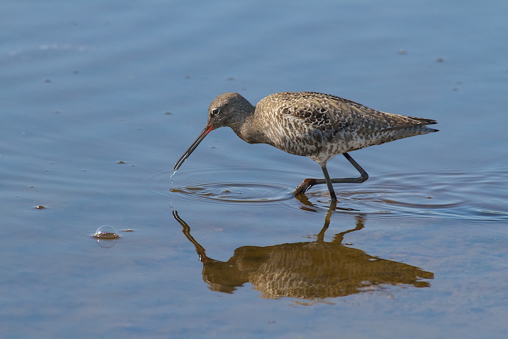 Spotted Redshank
