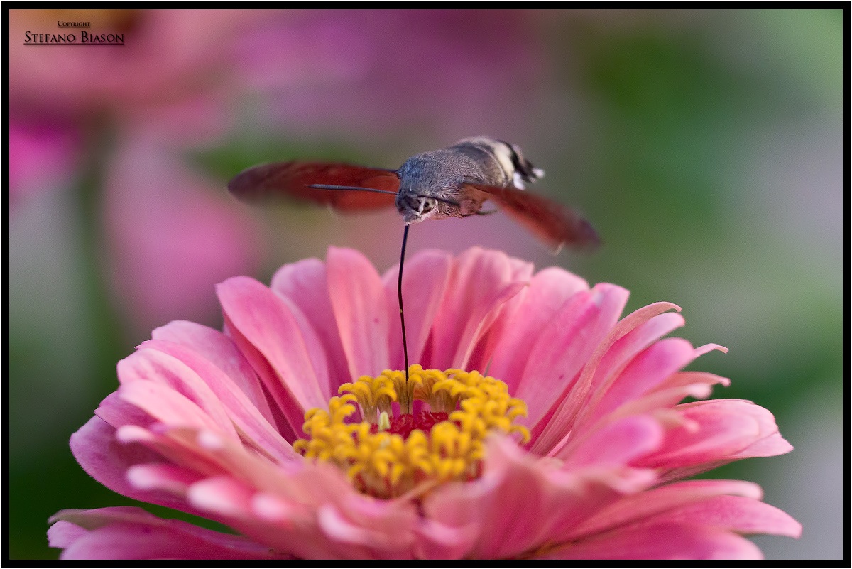 Macroglossum stellatarum