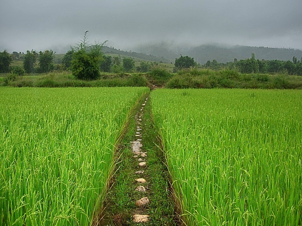 Rice fields - Laos 2007