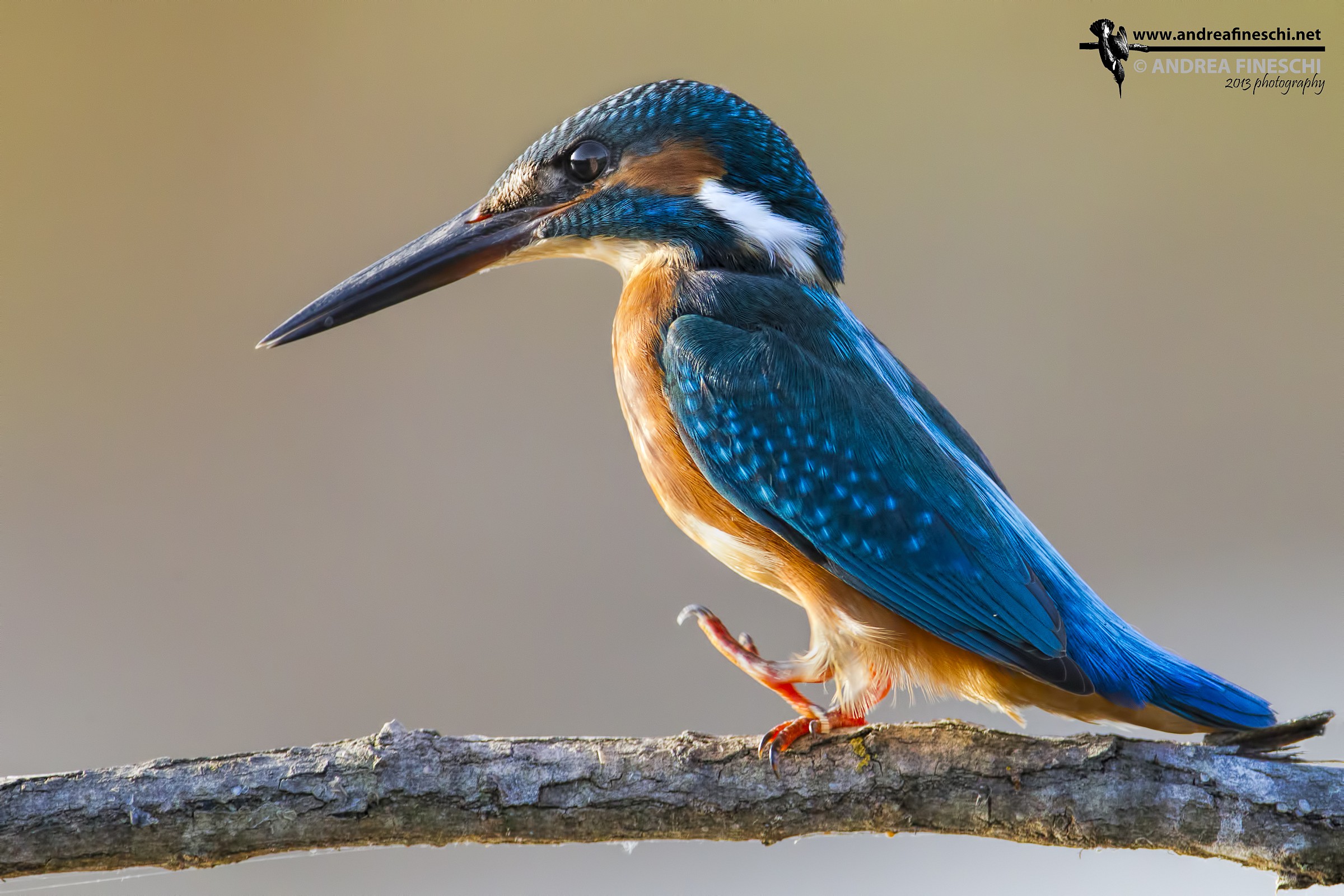 Ritratto al tramonto