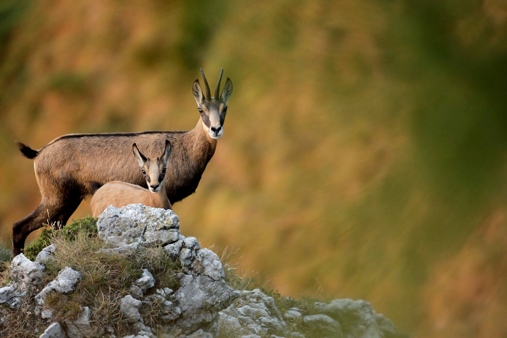 Mom Suede with small