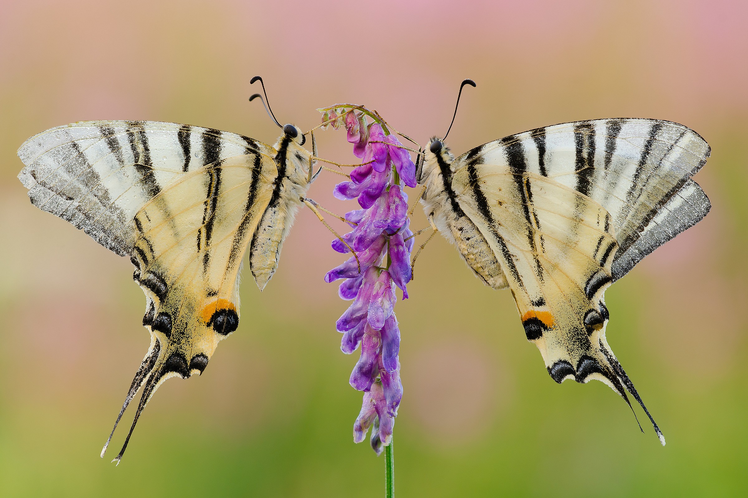 Mirror on the wall ...