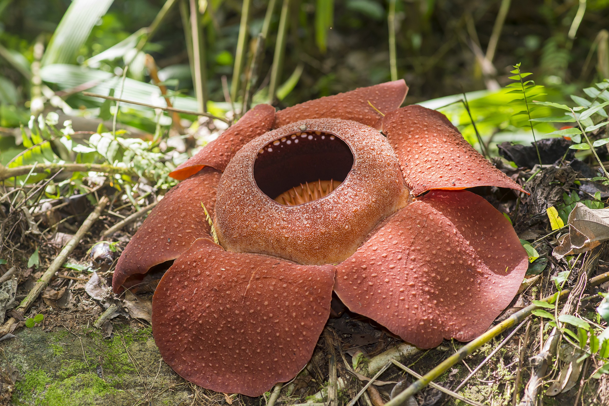 Rafflesia fiore, Cameron Highlands, Malesia