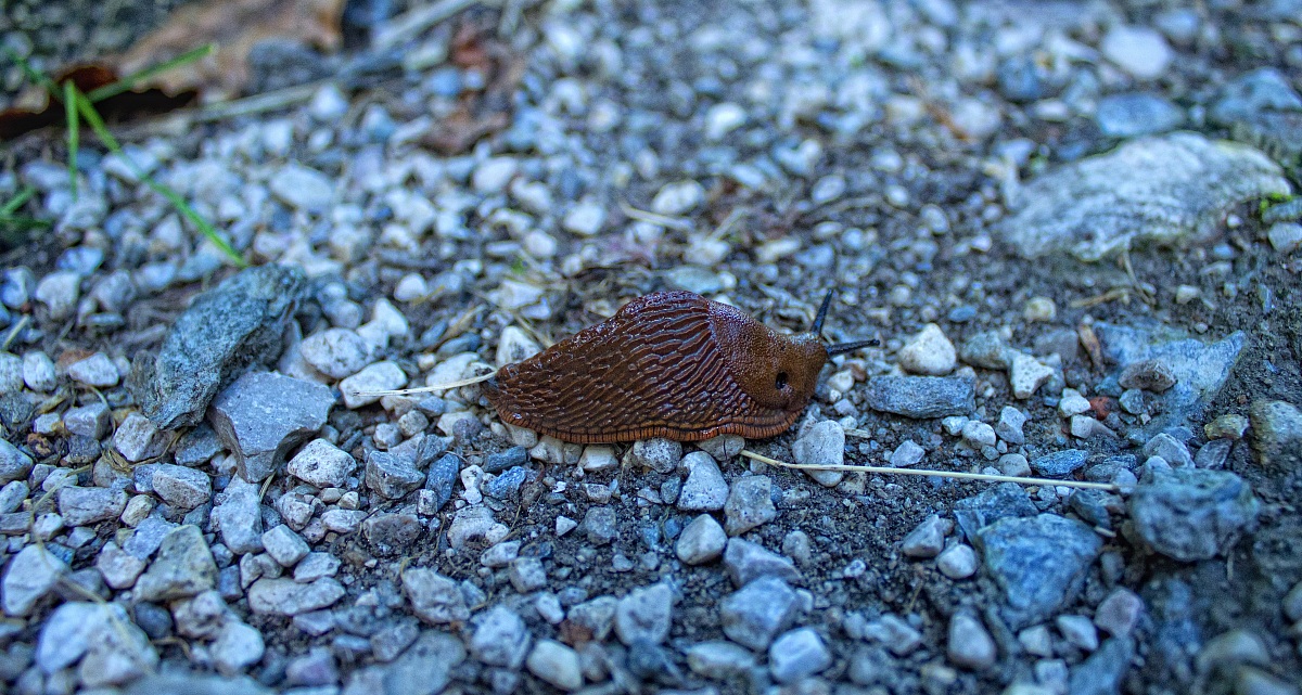 Snail without a shell