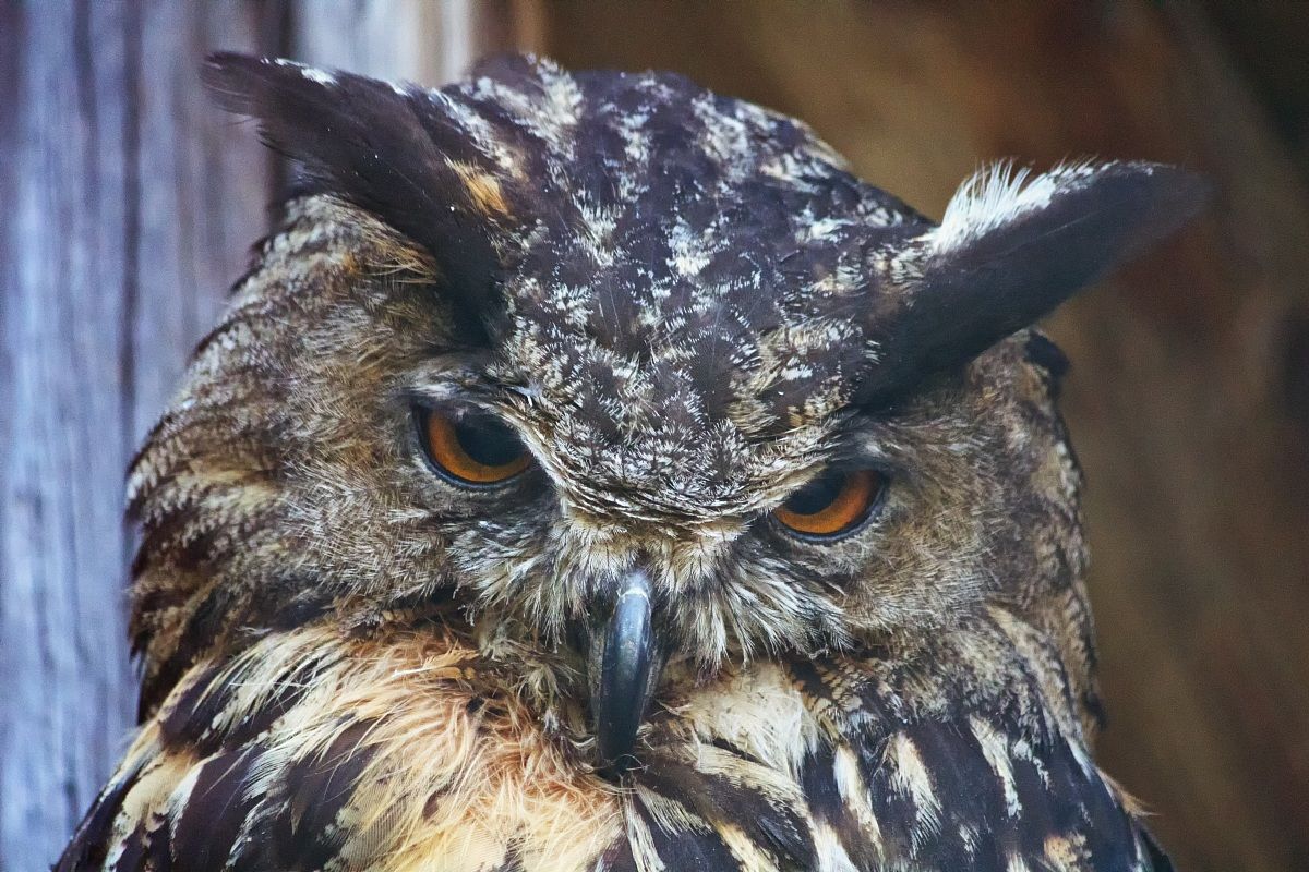 Eagle Owl