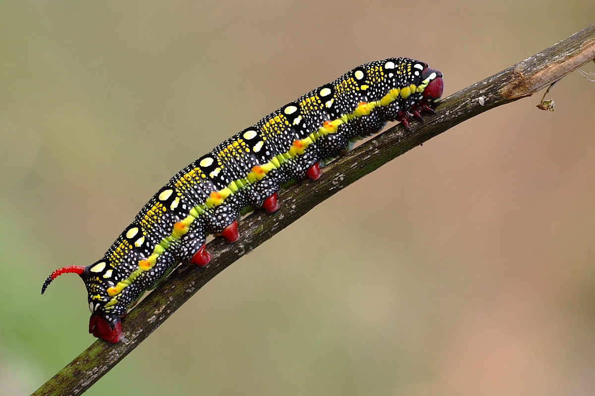 Hyles euphorbiae (Sphingidae)