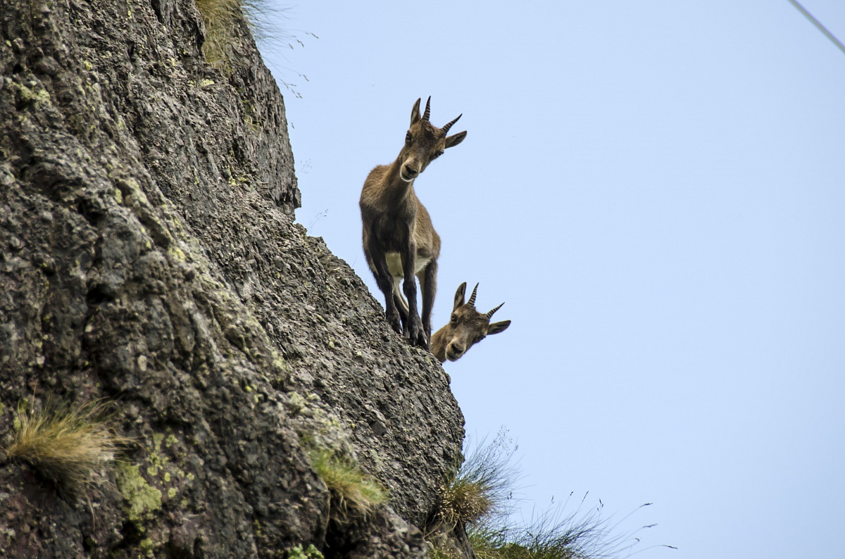 Ibex curious