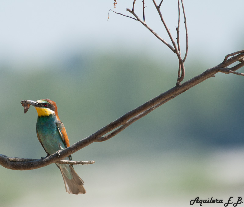 Bee-eater (Merops apiaster)