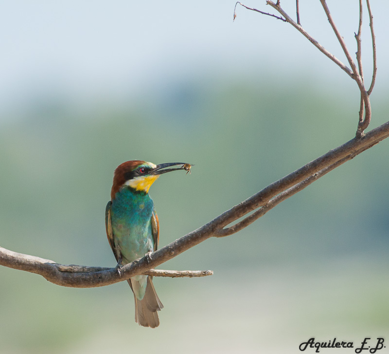 Bee-eater (Merops apiaster)