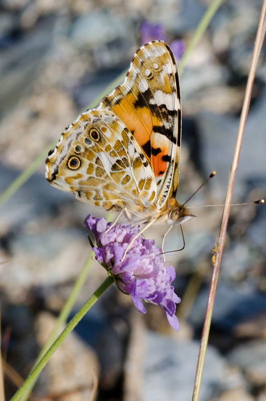 vanessa cardui