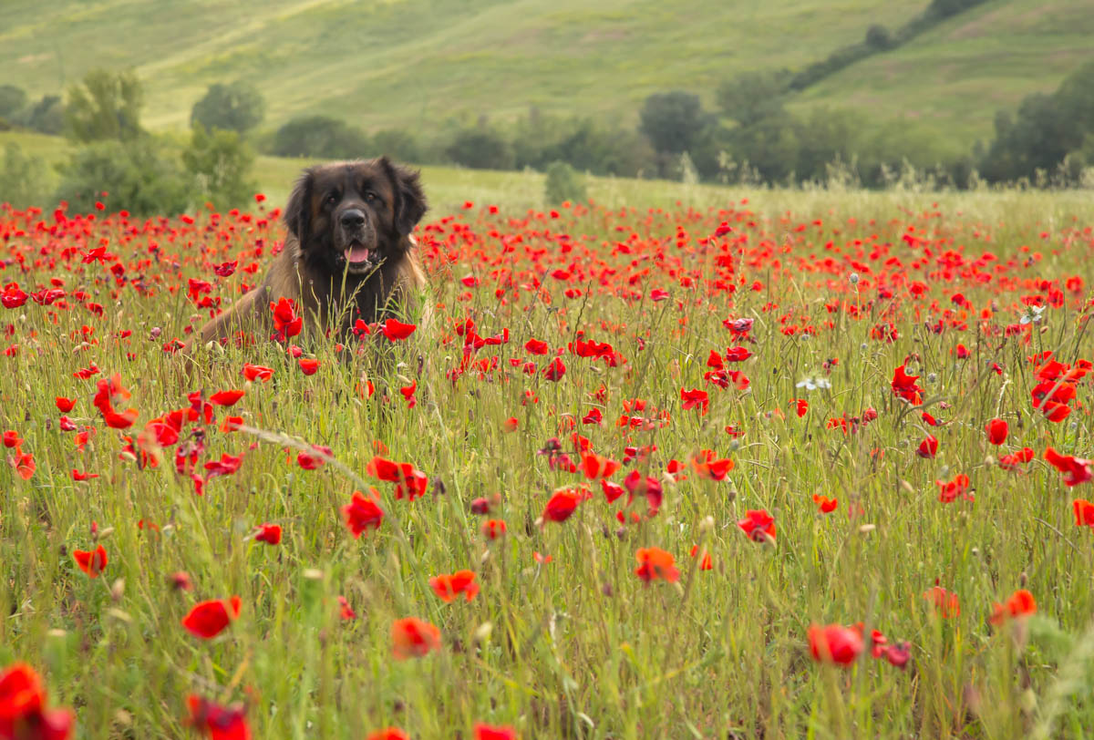 Bagan and the poppies