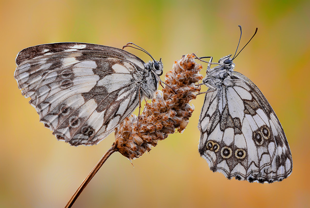 In the orange - Plamp, roost chosen, natural background