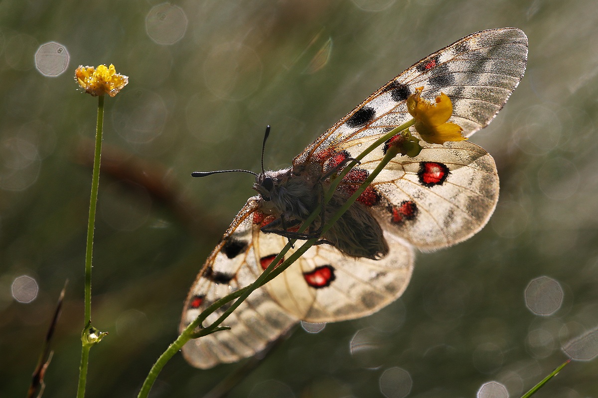 parnassius phoebus