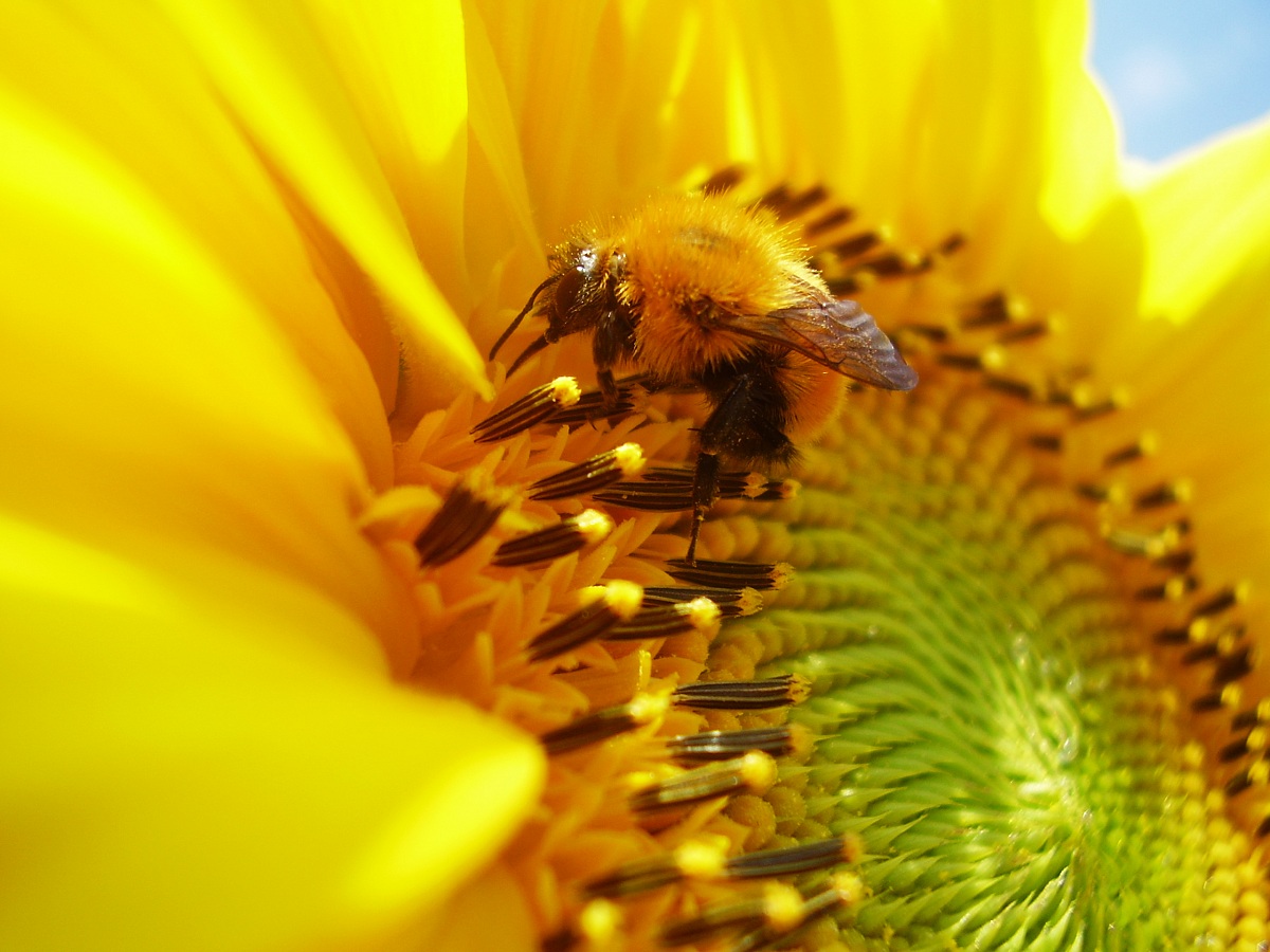 Bee on sunflower