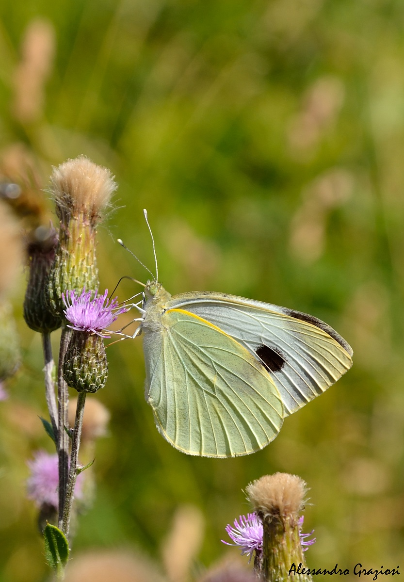 Identification ...??