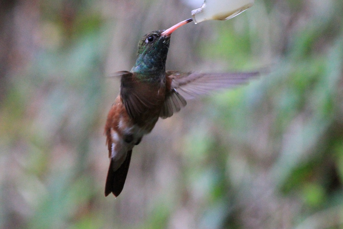 colibrì